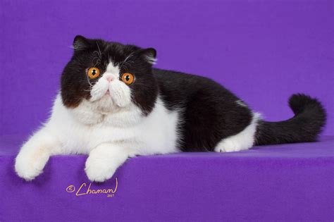 cat for sale cebu|Exotic Shorthair Cats Breeder Cebu / Philippines .
